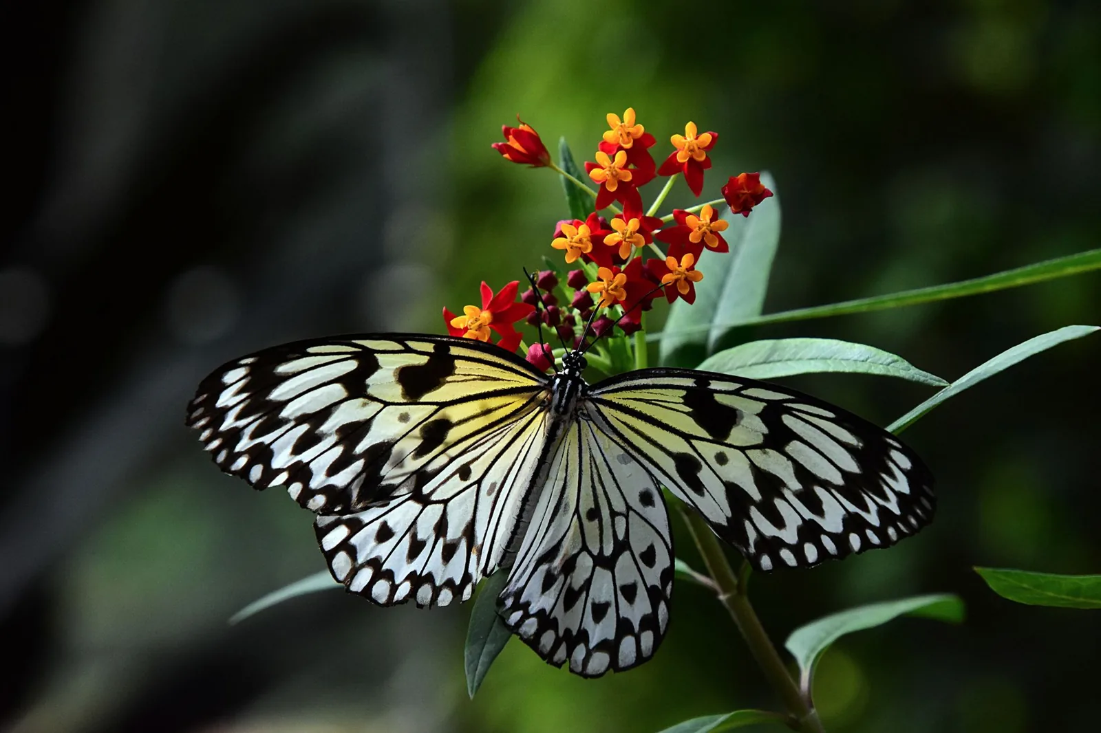 Tatouage papillon : signification et symboles