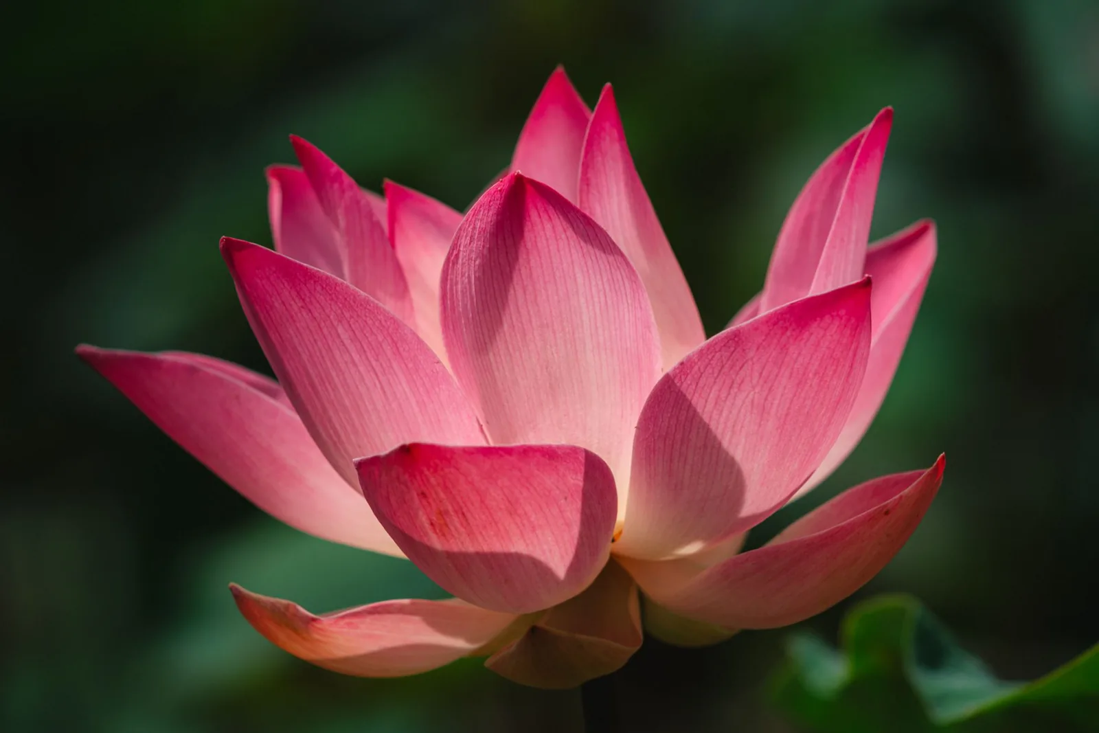 Tatouage fleur de lotus : signification et symbolisme