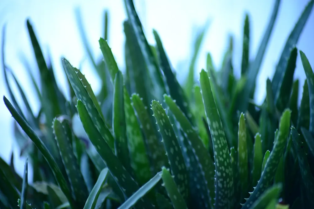 aloe vera peau bienfaits
