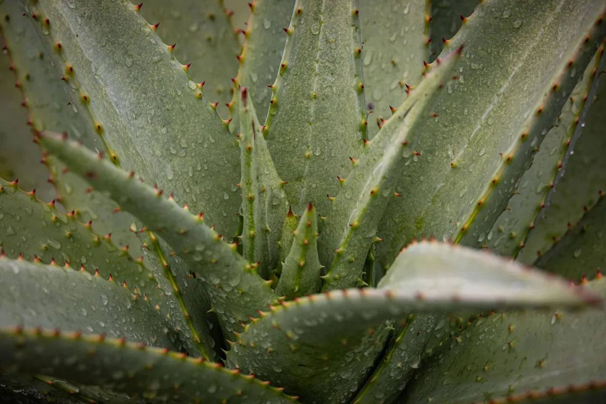 Les bienfaits de l’aloe vera sur la peau