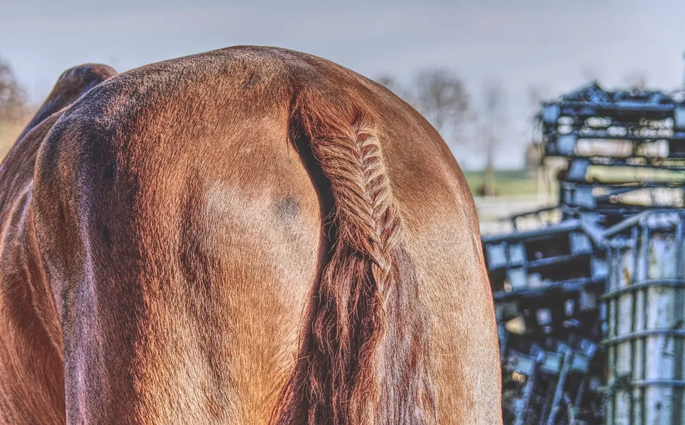 queue de cheval lisse